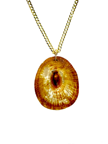 Opihi Shell Pendant w/ 14k Bail